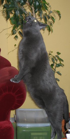 Buddstretch2.jpg