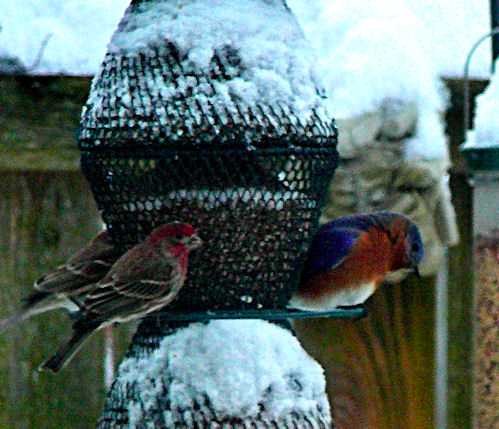 bluebird
