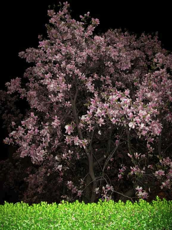 magnolia11