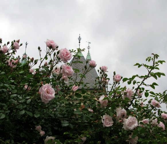 roses