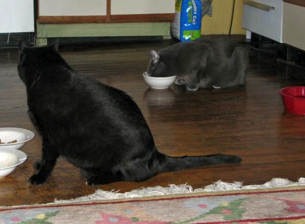 Cats