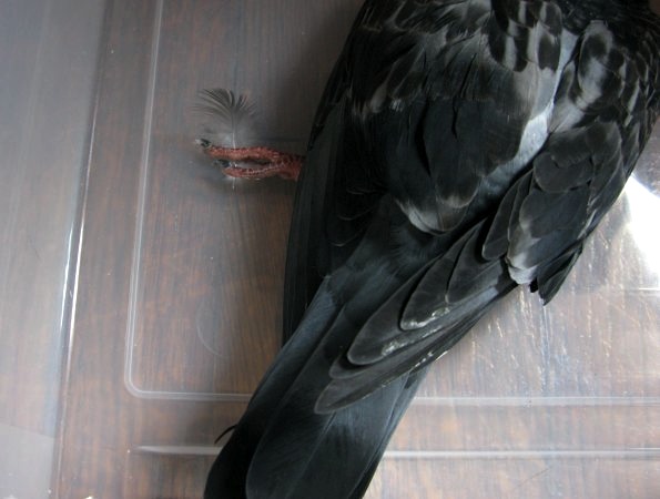 Close up of sick pigeon's leg
