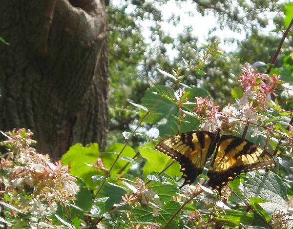 Butterfly in a Long Island Garden