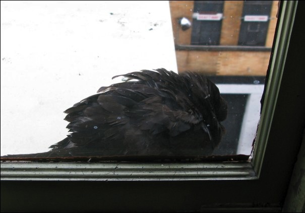 Pigeon Huddled on Air Conditioner