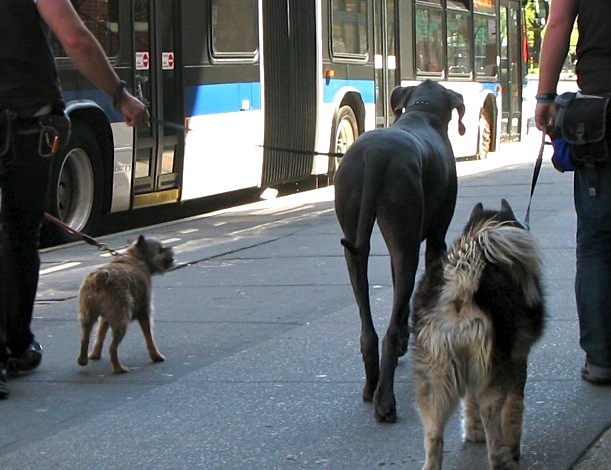 Dog Walkers, West Village, New York City