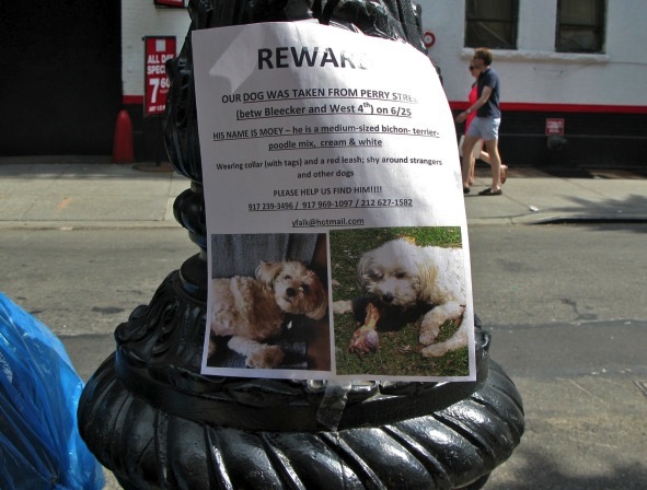 Missing Dog Named Moey, NYC