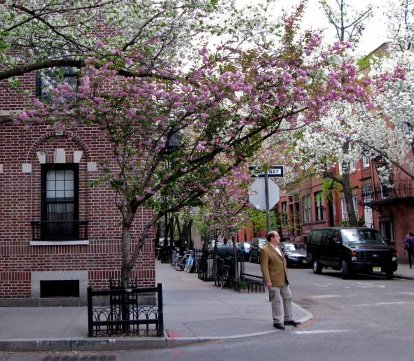 Cherry Blossoms, 11th Street, New York City