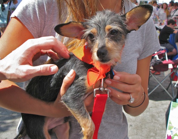 Pet Adoption Event, Union Square