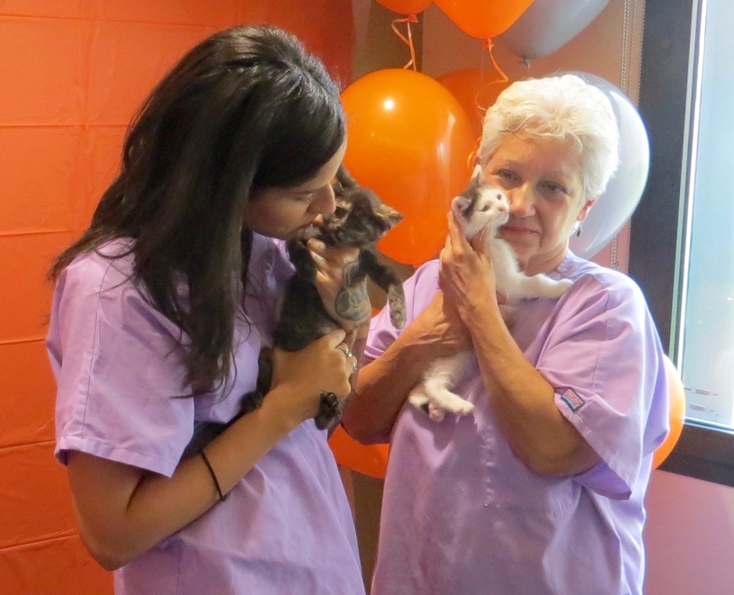 ASPCA Kitten Nursery
